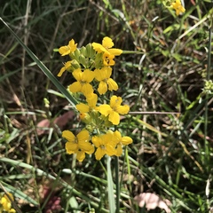 Erysimum suffrutescens
