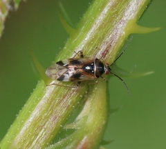 Orthops