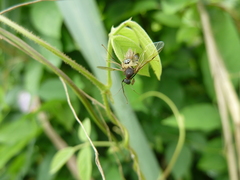 Salticidae