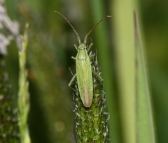 Stenodema calcarata