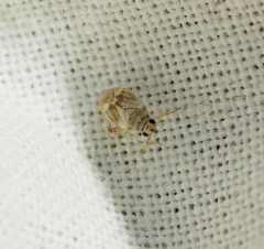 Sthenarus rotermundi