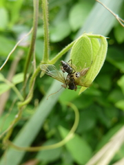 Salticidae
