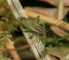 Stenodema holsata