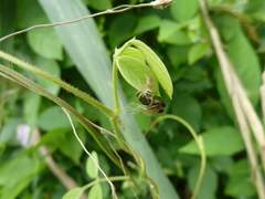 Salticidae