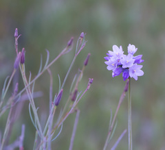 Dipterostemon capitatus pauciflorus
