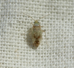 Psallus haematodes