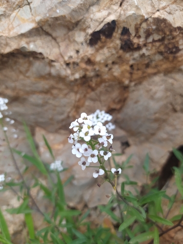 sweet alyssum