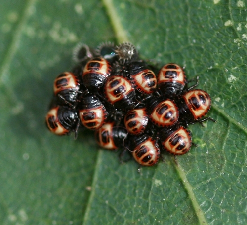Bronze Shield Bug photo 3