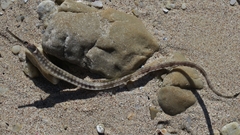 Syngnathus temminckii