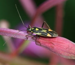 Grypocoris stysi
