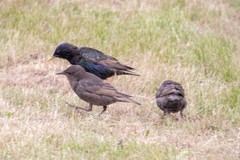 Sturnus vulgaris