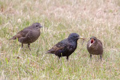 Sturnus vulgaris