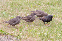 Sturnus vulgaris
