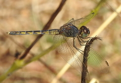 Indothemis carnatica