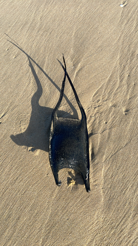 White skate (Rostroraja alba) — Rajidae