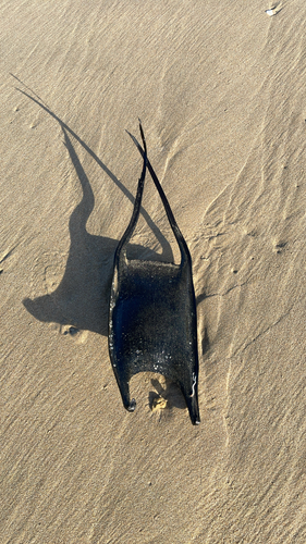 White skate (Rostroraja alba) — Rajidae