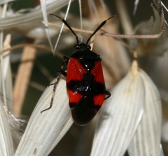 Deraeocoris rutilus