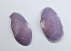 Hiatula rosea