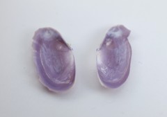 Hiatula rosea