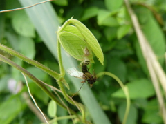 Salticidae