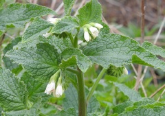 Symphytum orientale