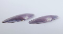Hiatula rosea