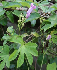 Ipomoea mauritiana