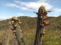 Cleistocactus parviflorus, photograph author not stated, no rights reserved