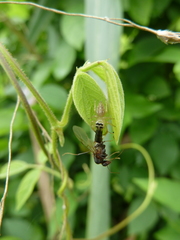 Salticidae