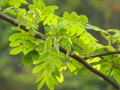 Cassia bakeriana