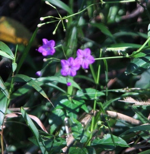 Commicarpus chinensis observed 2026-04-27