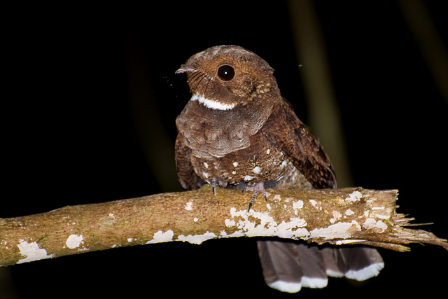 Ocellated Poorwill (Nyctiphrynus ocellatus) photo