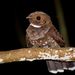 Ocellated Poorwill - Photo (c) Cláudio Dias Timm, some rights reserved (CC BY-NC-SA)