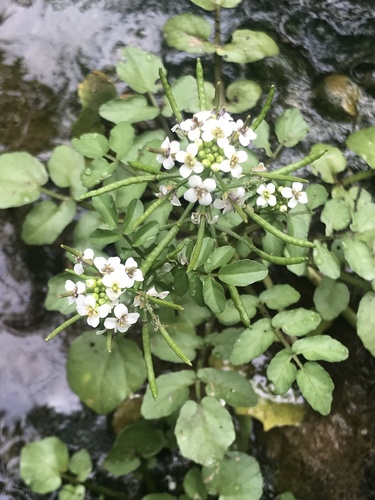Nasturtium officinale image