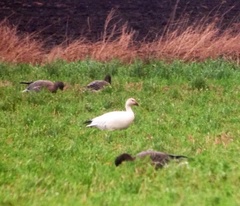 Anser caerulescens caerulescens
