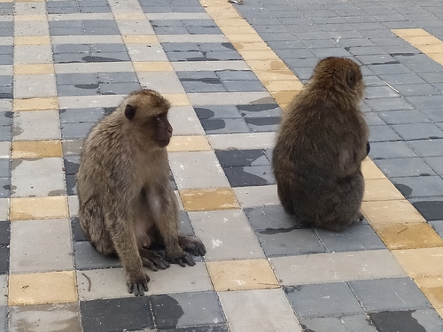Barbary Macaque