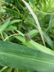 Salticidae