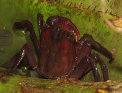 Metopaulias depressus