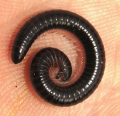 Rhinocricidae