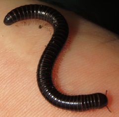 Rhinocricidae