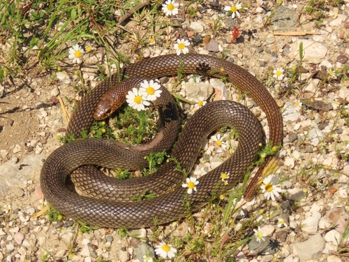 Caspian Whipsnake