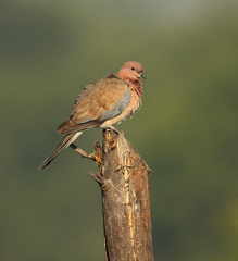 Streptopelia senegalensis