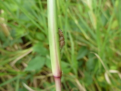 Hyllus