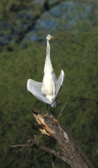 Ardea cinerea