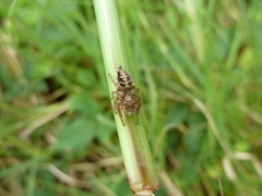 Hyllus