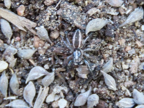Cembalea triloris