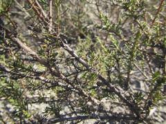 Marasmodes fasciculata