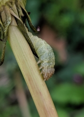Lepidoptera