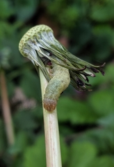 Lepidoptera