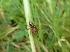 Hyllus